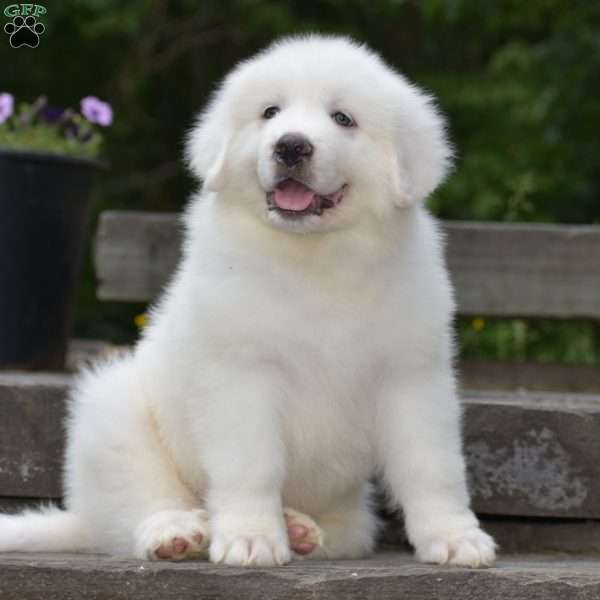 Silas, Great Pyrenees Puppy